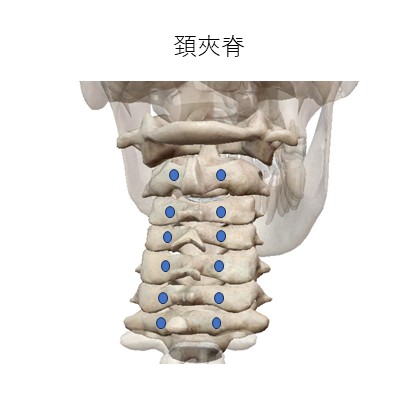 頚夾脊