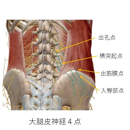 大腿皮神経４点